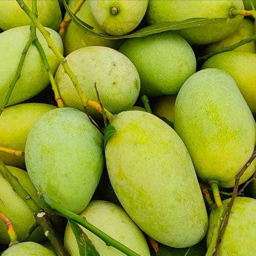 অর্গানিক আম্রপালি আম – ১.৫ কেজি - Image 3