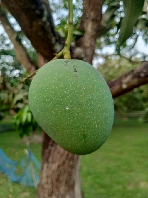প্রিমিয়াম হিমসাগর আম – ১ কেজি - Image 3