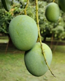 ল্যাংড়া আম – ২ কেজি