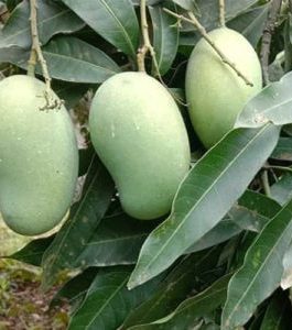 অর্গানিক আম্রপালি আম – ১.৫ কেজি