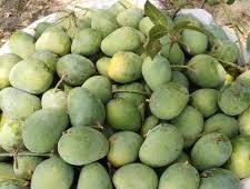 প্রিমিয়াম হিমসাগর আম – ১ কেজি